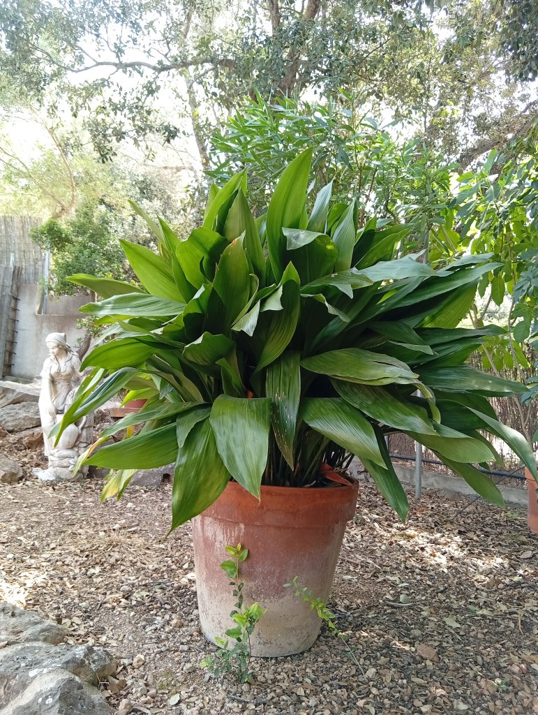 Apidistras mit Tontopf