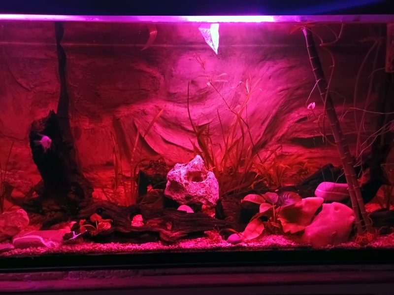 Aquarium voll Ausgestattet