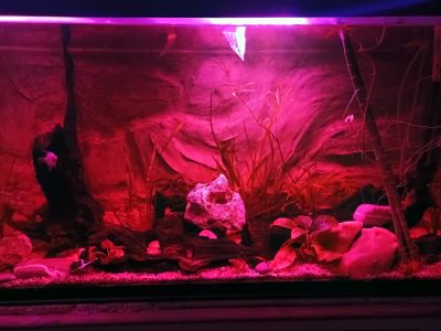 Aquarium voll Ausgestattet