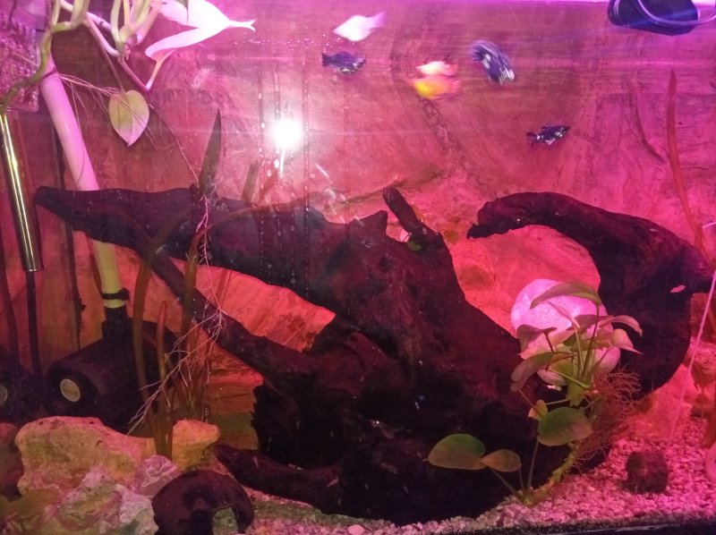 Aquarium voll Ausgestattet