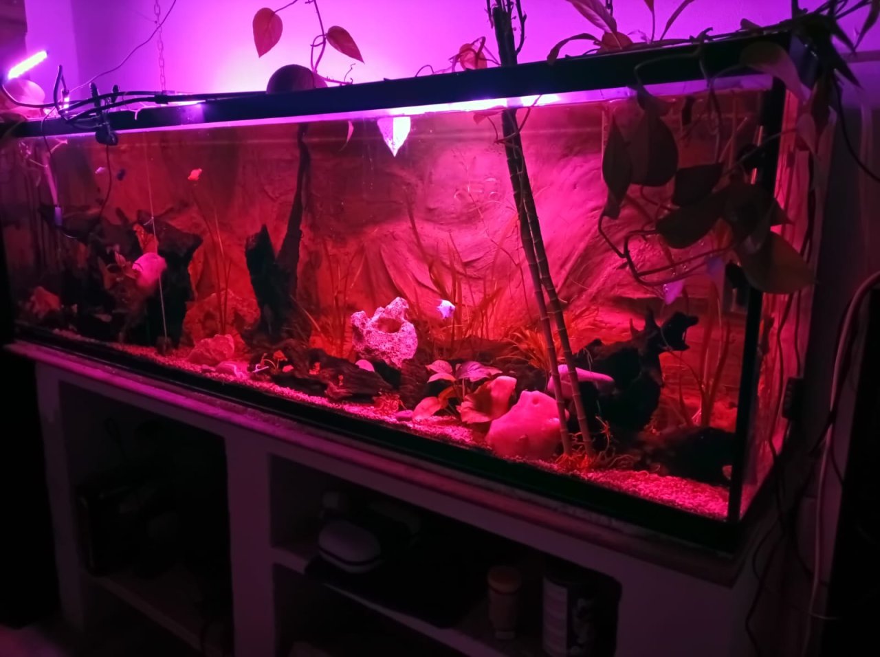 Aquarium voll Ausgestattet