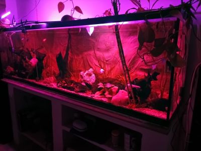 Aquarium voll Ausgestattet