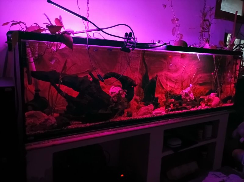 Aquarium voll Ausgestattet