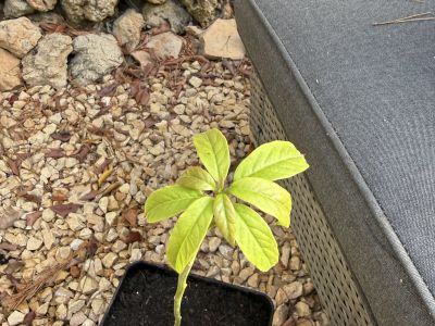 Avocado
