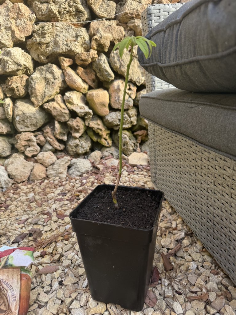Avocado