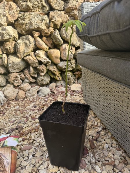 Avocado