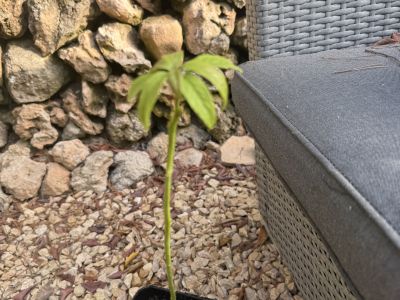 Avocado