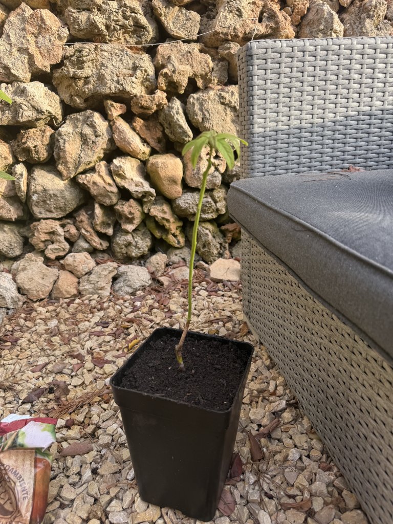 Avocado