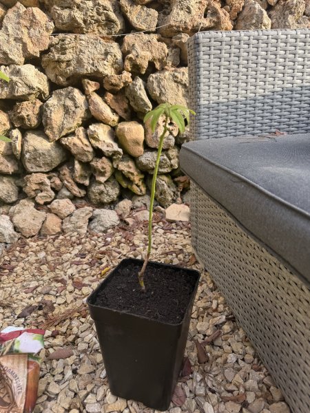 Avocado