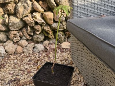 Avocado