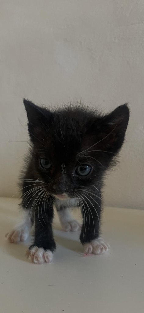 Baby Katzen
