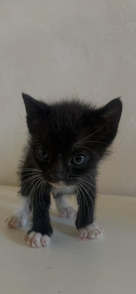 Gatitos