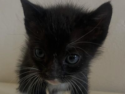 Gatitos