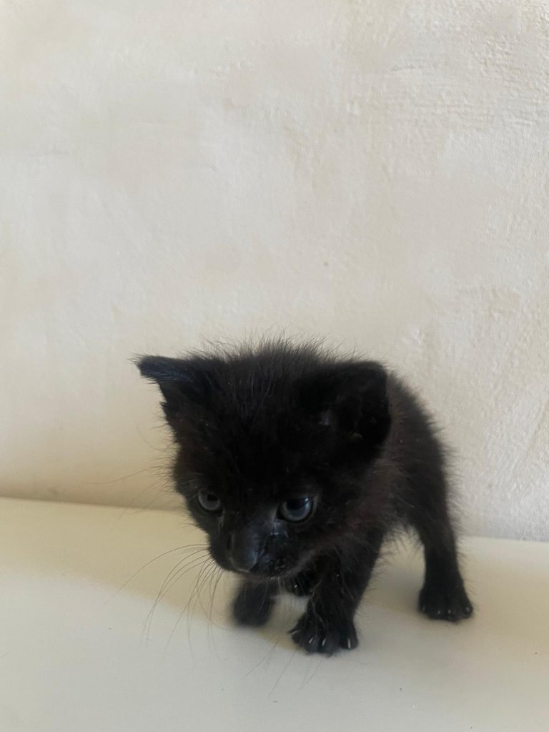 Gatitos