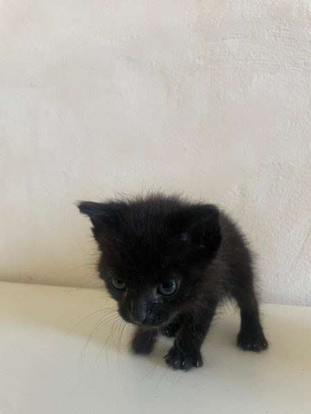 Gatitos