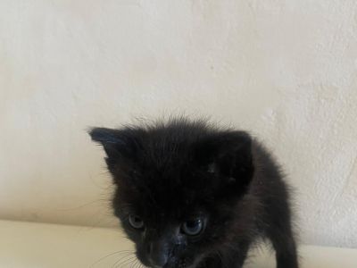 Gatitos