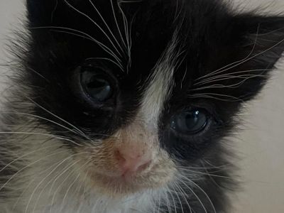 Gatitos