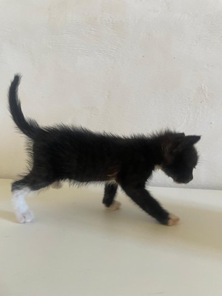 Gatitos