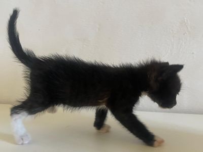 Gatitos
