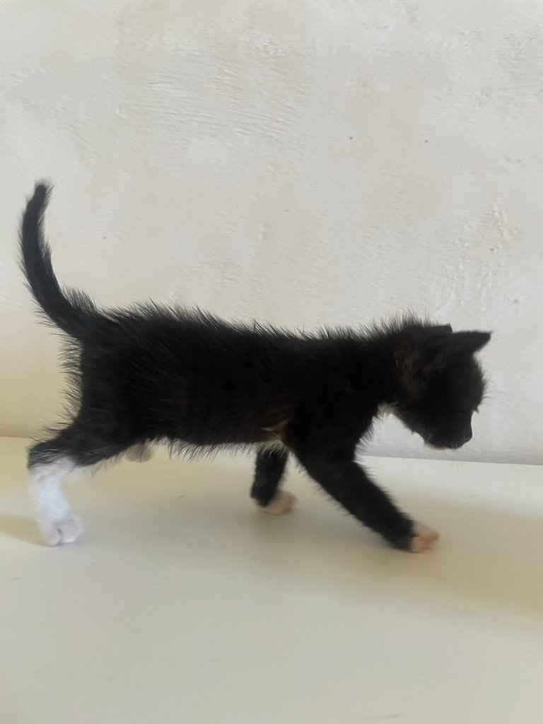 Gatitos