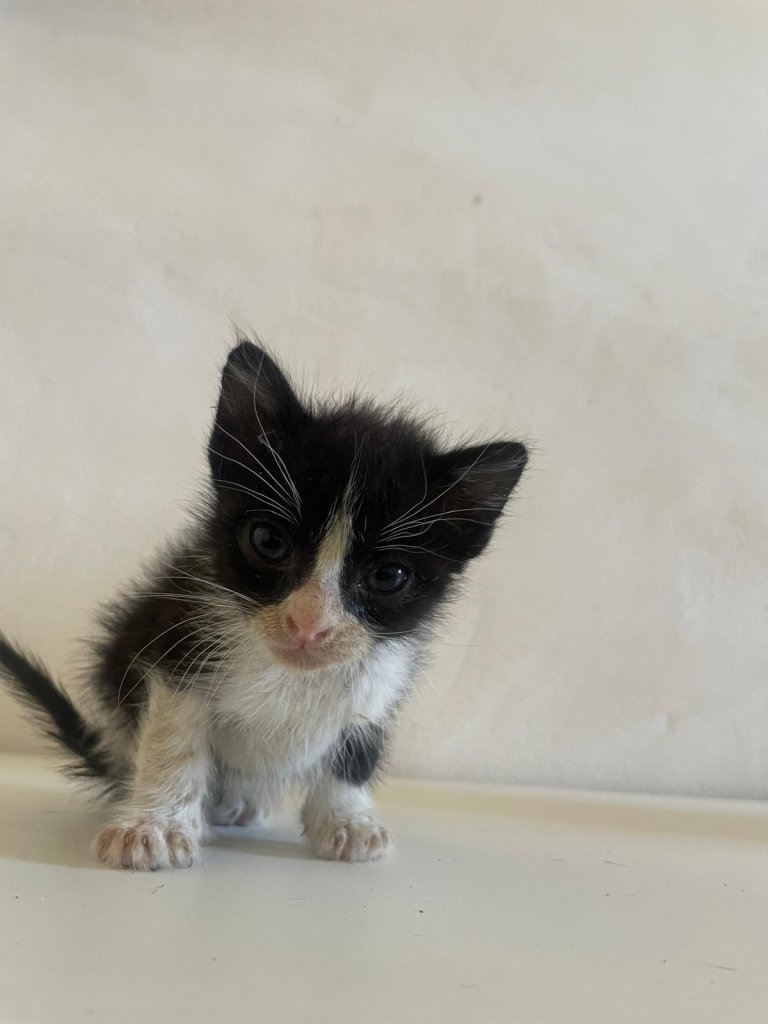 Gatitos