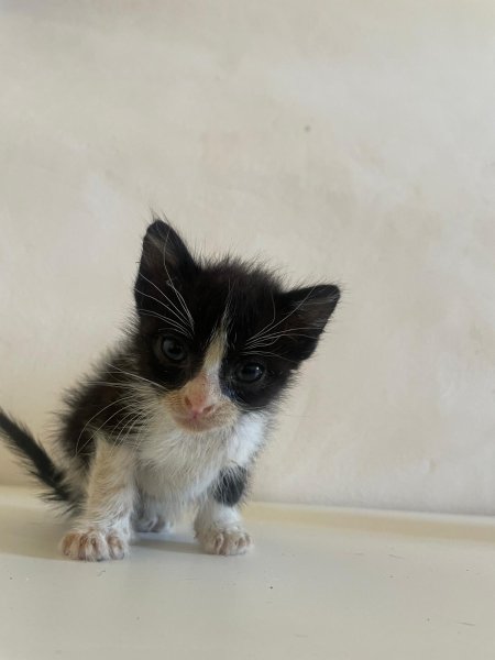 Gatitos