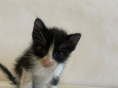 Gatitos