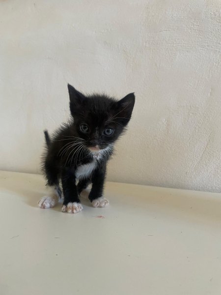 Gatitos