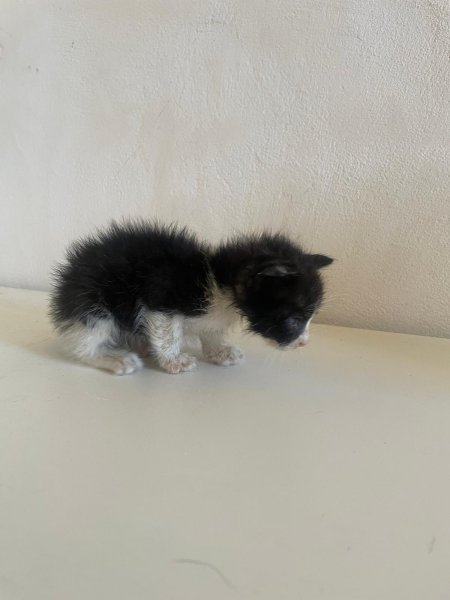 Gatitos