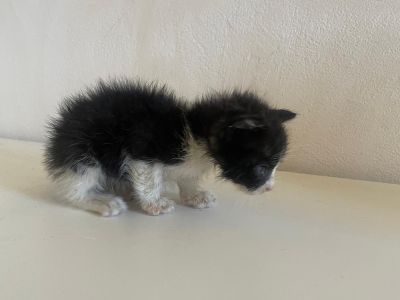 Gatitos