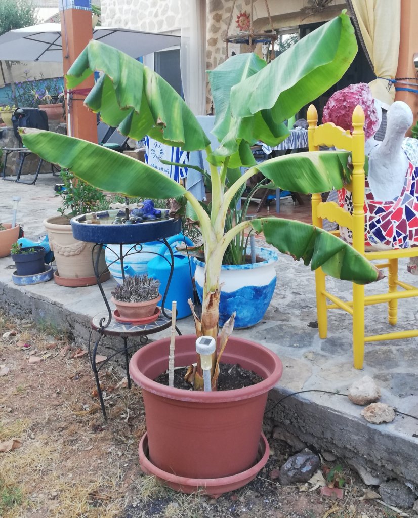 Planta de plátano