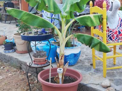 Planta de plátano