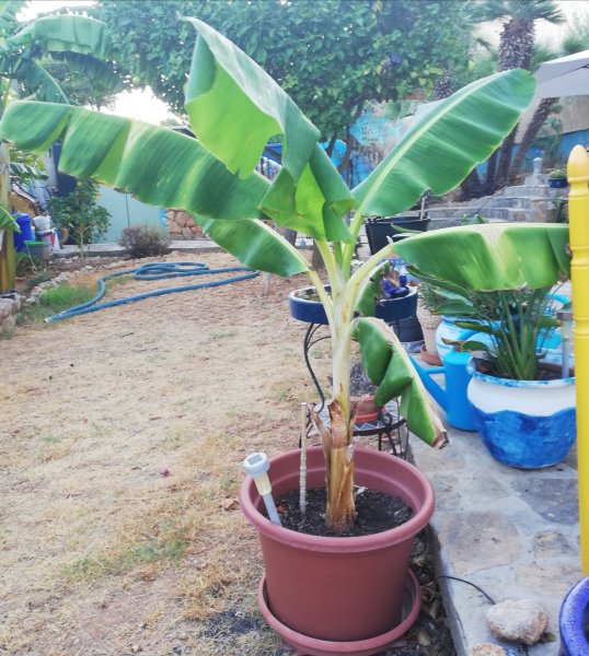 Planta de plátano