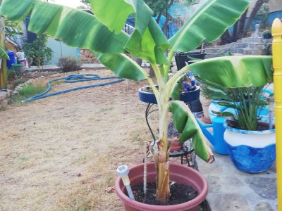 Planta de plátano