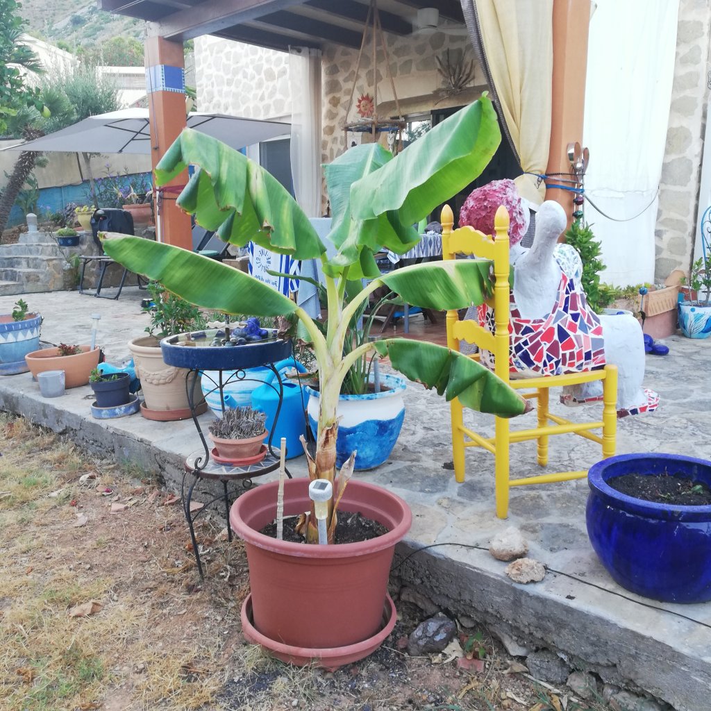 Planta de plátano