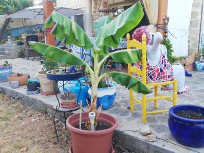 Planta de plátano