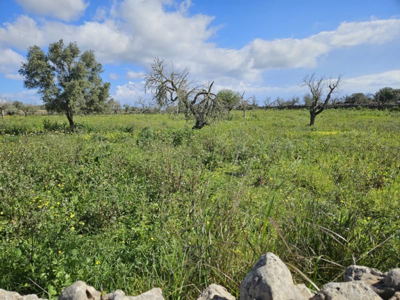 Building plot in Santa Margalida, Mallorca