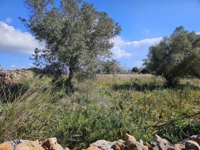 Building plot in Santa Margalida, Mallorca