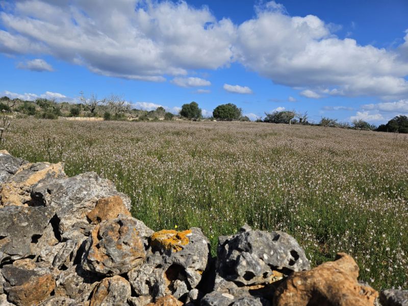 Building plot in Santa Margalida, Mallorca