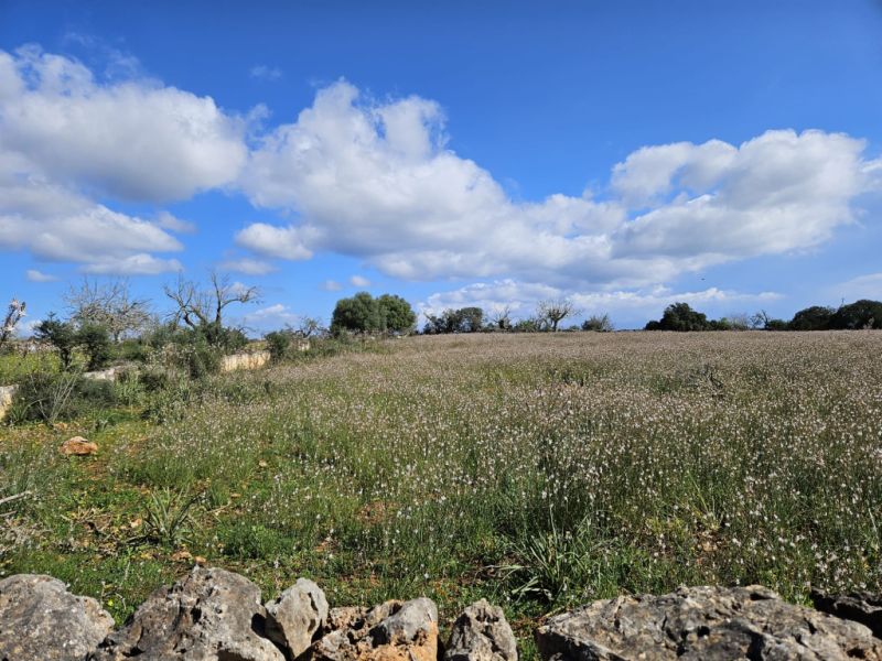 Building plot in Santa Margalida, Mallorca