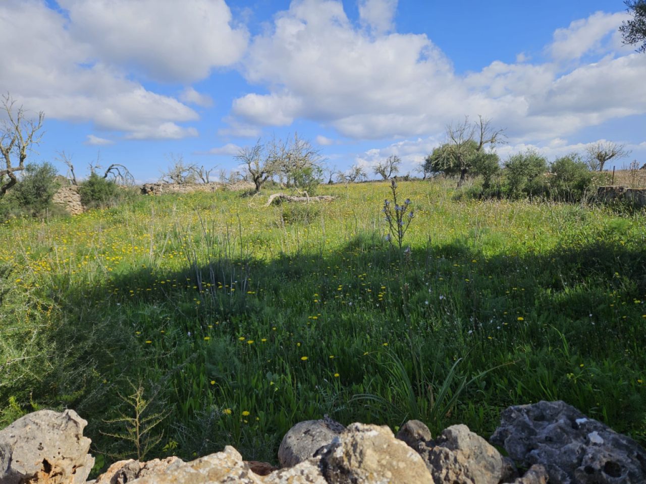 Building plot in Santa Margalida, Mallorca
