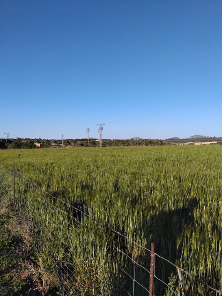 Baugrundstück zu verkaufen in Ariany   50.000M2