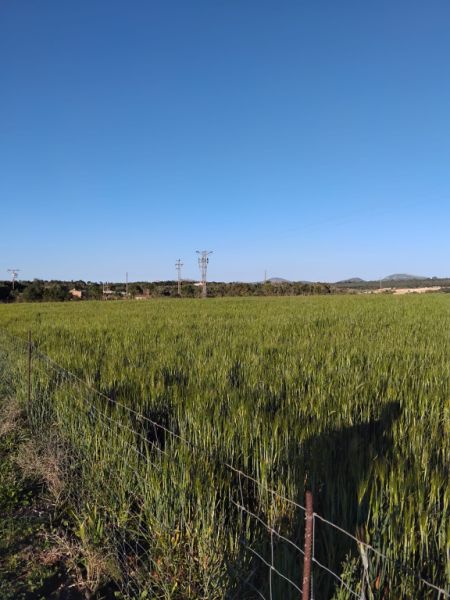 Baugrundstück zu verkaufen in Ariany   50.000M2