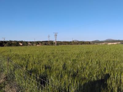 Baugrundstück zu verkaufen in Ariany   50.000M2