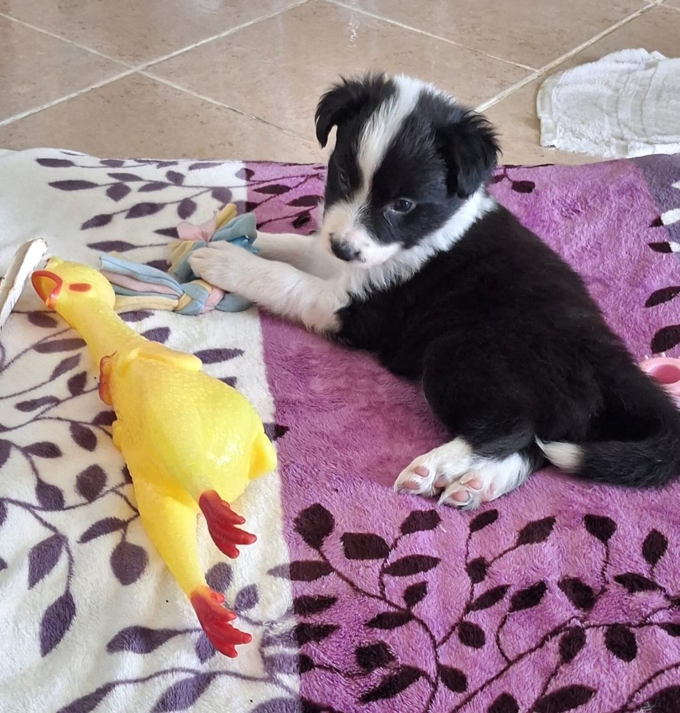 Border-Collie Welpe Weiblich