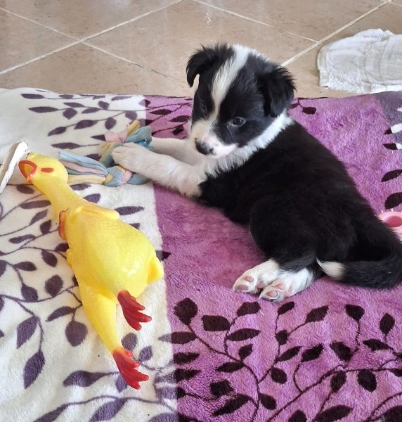 Border-Collie Welpe Weiblich