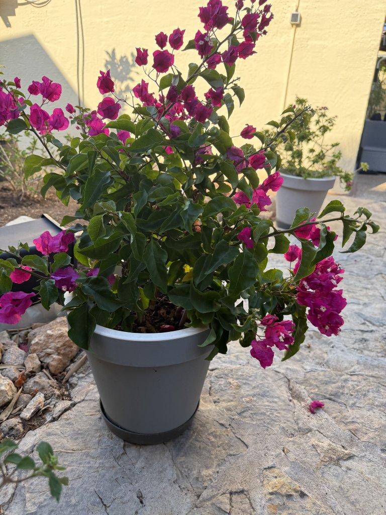 Bougainvillea