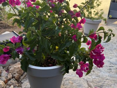 Bougainvillea