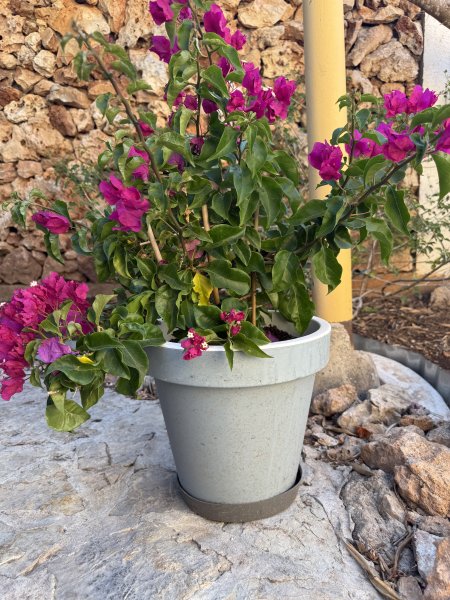 Bougainvillea