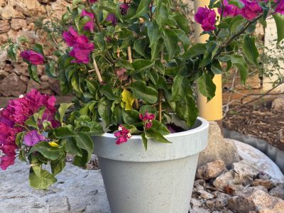 Bougainvillea